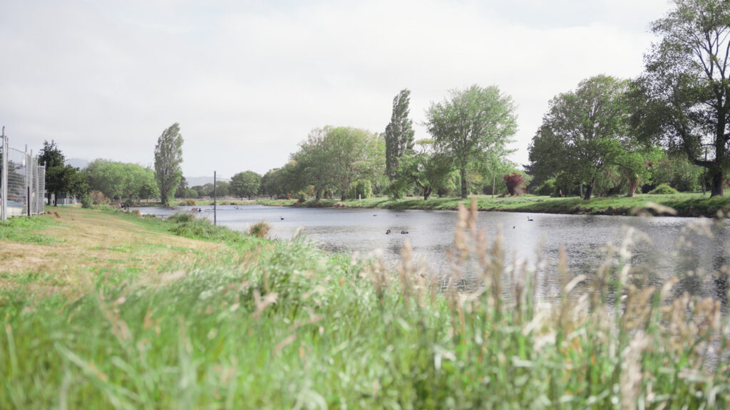 The Avon River pictured from the long grassy bank. Trees line the length of the river and swans swim on the surface.